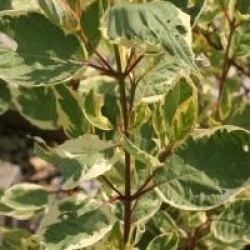 Cornus alba 'Cream Cracker' �