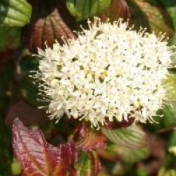 Cornus alba 'Siberian Pearls'