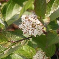 Cornus alba 'Spaethii'