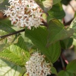 Cornus alba 'Spaethii'