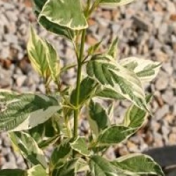 Cornus sericea 'White Gold'
