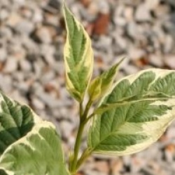 Cornus sericea 'White Gold'