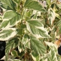 Cornus sericea 'White Gold'