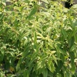 Chimonanthus salicifolius  - Chimonanthe � feuilles de saules