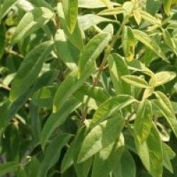 Chimonanthus salicifolius 