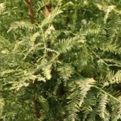 Metasequoia glyptostroboides 'Blue-Ish' - M�tas�quoia Blue-Ish