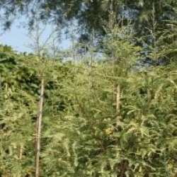 Metasequoia glyptostroboides 'Blue-Ish'