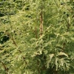 Metasequoia glyptostroboides 'Blue-Ish'