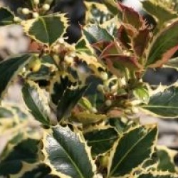 Ilex aquifolium 'Argentea Marginata'