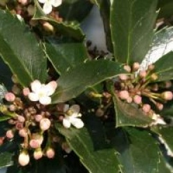 Ilex x meserveae Blue Prince