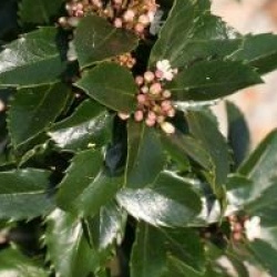 Ilex x meserveae Blue Prince