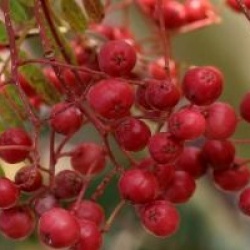 Sorbus vilmorinii