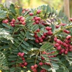 Sorbus 'Purple Magic'