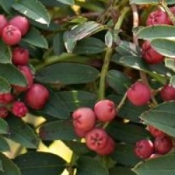 Sorbus 'Purple Magic'