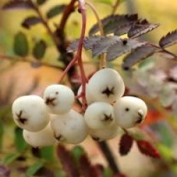 Sorbus koehneana