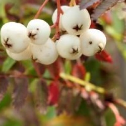 Sorbus koehneana