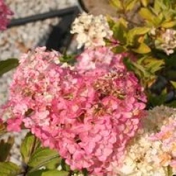 Hydrangea paniculata Fraise Melba � 'Renba' - Hortensia � panicules Fraise Melba