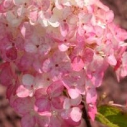 Hydrangea paniculata Fraise Melba � 'Renba'