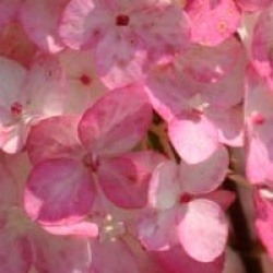 Hydrangea paniculata Fraise Melba � 'Renba'