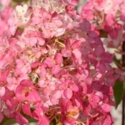 Hydrangea paniculata Fraise Melba � 'Renba'
