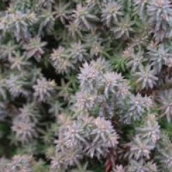 Chamaecyparis Red Star