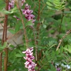 Indigofera pendula