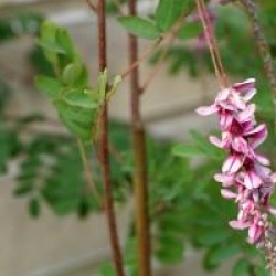 Indigofera pendula