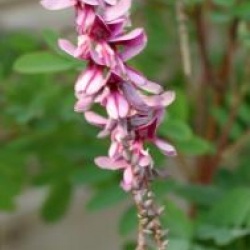 Indigofera pendula - Indigo de Chine 