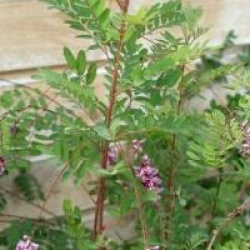Indigofera pendula