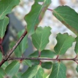 Euonymus sanguineus 