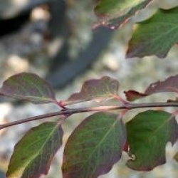 Euonymus sanguineus 