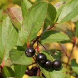 Aronia melanocarpa 'Autumn Magic'