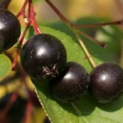 Aronia melanocarpa 'Autumn Magic'