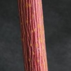 Acer cappadocicum 'Rubrum'