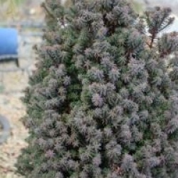 Chamaecyparis thyoides 'Red Star'