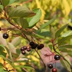 Aronia melanocarpa 'Autumn Magic'