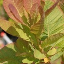 Cotinus obovatus