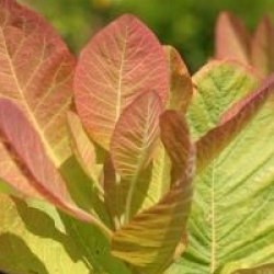 Cotinus obovatus