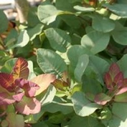 Cotinus coggygria 'Old Fashioned' �