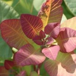 Cotinus coggygria 'Old Fashioned' �