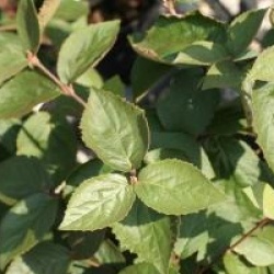 Viburnum carlesii 'Juddii'