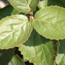 Viburnum carlesii 'Juddii'