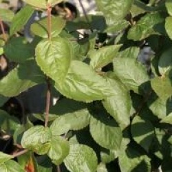 Viburnum carlesii 'Juddii'