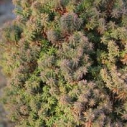 Chamaecyparis thyoides 'Red Star'