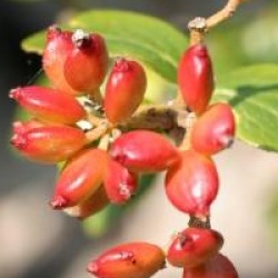 Viburnum x burkwoodii 'Park Farm Hybrid'  - Viorne de Burkwood Park Farm