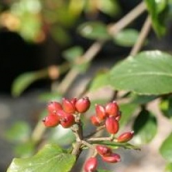 Viburnum x burkwoodii 'Park Farm Hybrid' 