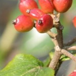 Viburnum x burkwoodii 'Park Farm Hybrid' 