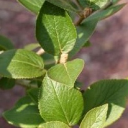 Viburnum 'Emerald Triumph'