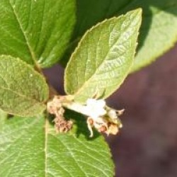 Viburnum 'Emerald Triumph'