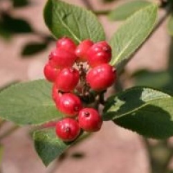 Viburnum 'Emerald Triumph'